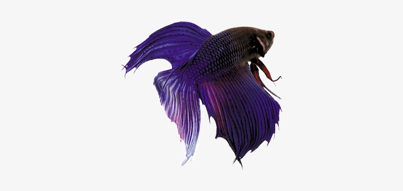 Peixe Beta Png, transparent png download