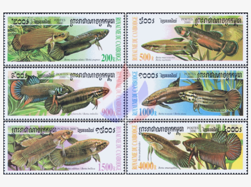 Fighting Fish Of The Genus Betta - Bettas, transparent png download