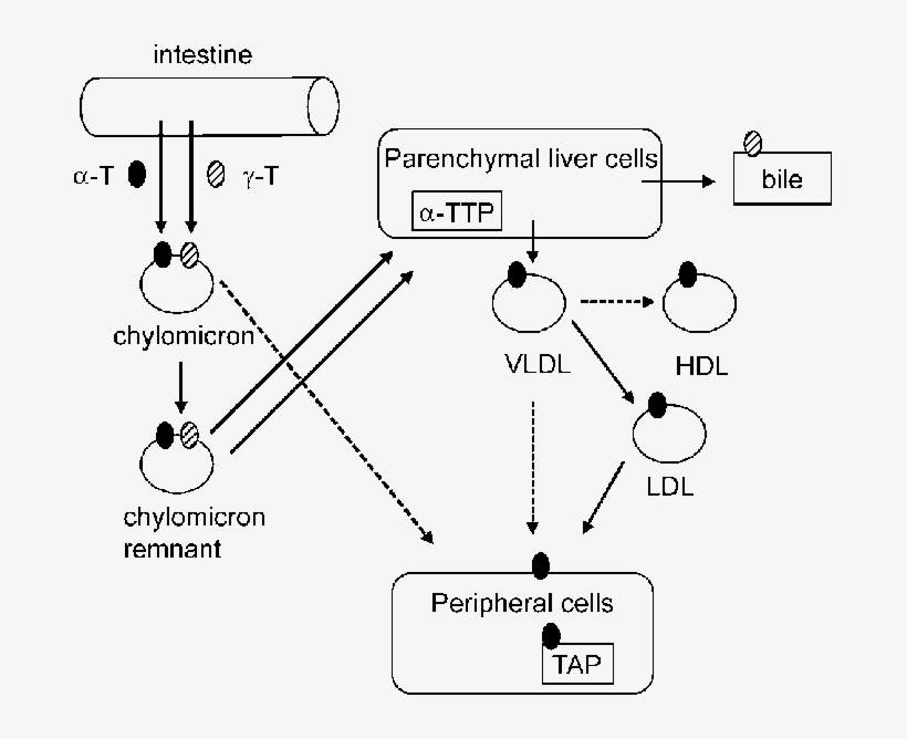 Transport Of Vitamin E Between Different Tissues - Vitamin E Transfer Of Liver, transparent png download