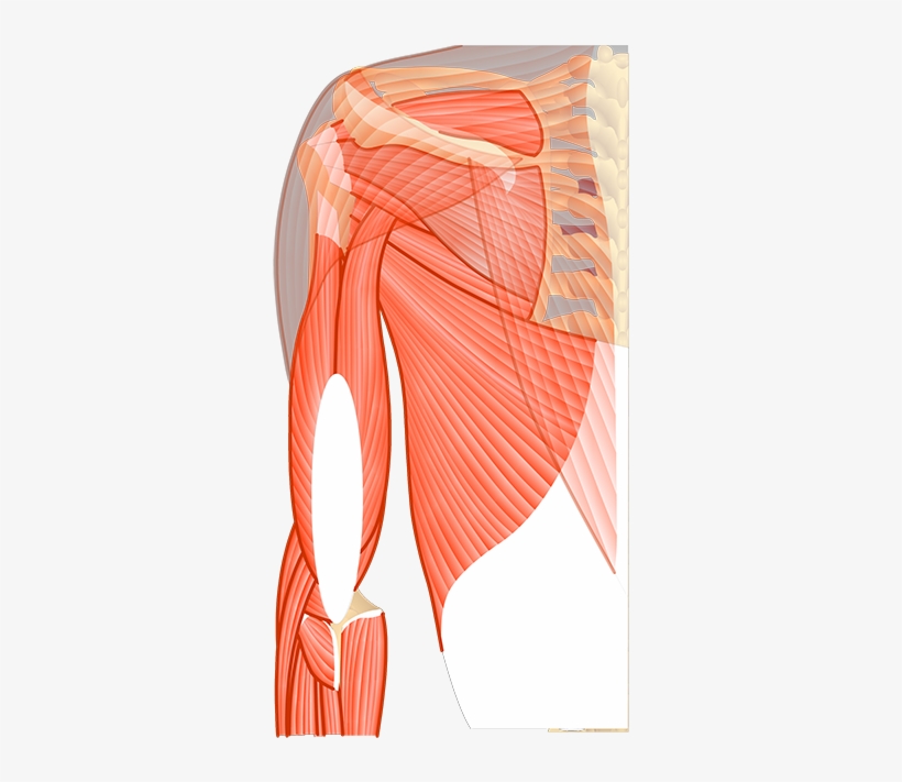 Posterior Compartment Of The Forearm, transparent png download