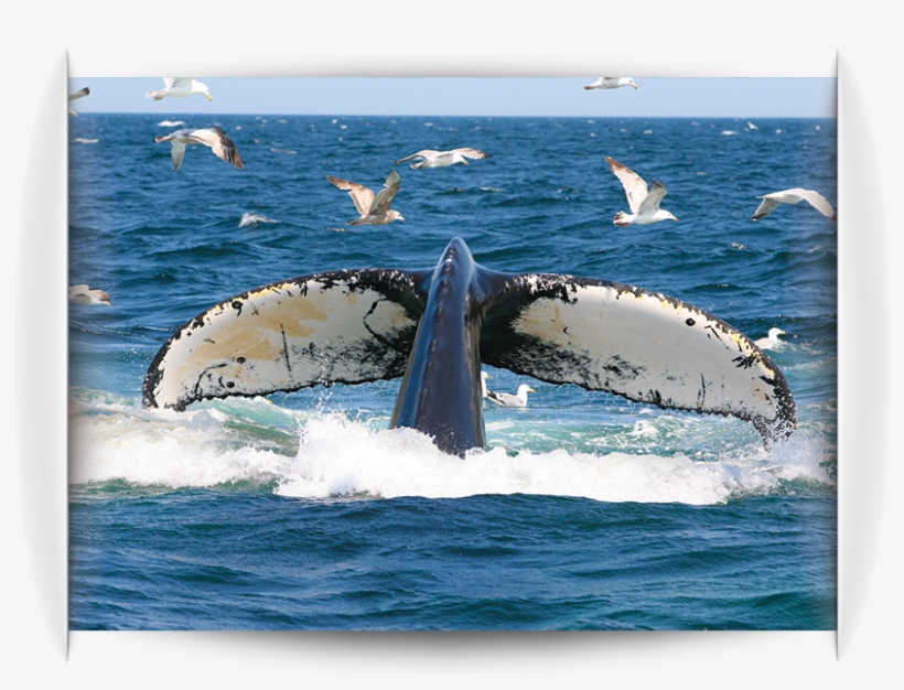 Searching For A Father's Day Gift Why Not Give Blue - Humpback Whale, transparent png download