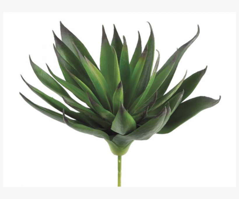 8" Agave Plant With 33 Leaves Green Purple - 8" Green & Purple Artificial Agave, transparent png download