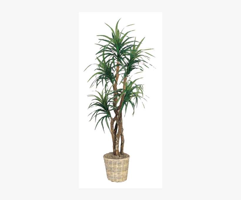 Picture Of - Tree, transparent png download