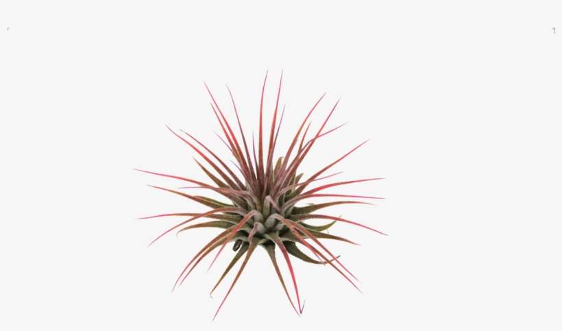 Tillandsia Ionantha Air Plant - Tillandsia, transparent png download