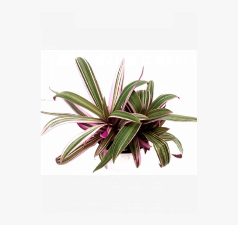 Rhoeo Spathca Tricolour Green Pink Color Plant With - Green, transparent png download
