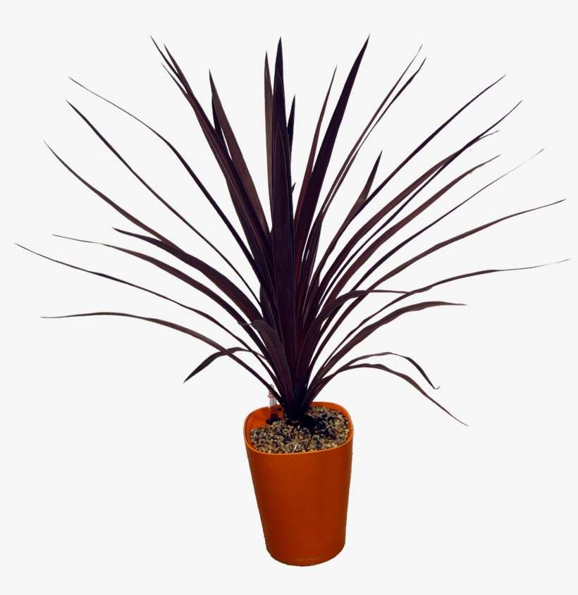 07 Jun Cordyline Red Star - Cordyline Red Star Png, transparent png download