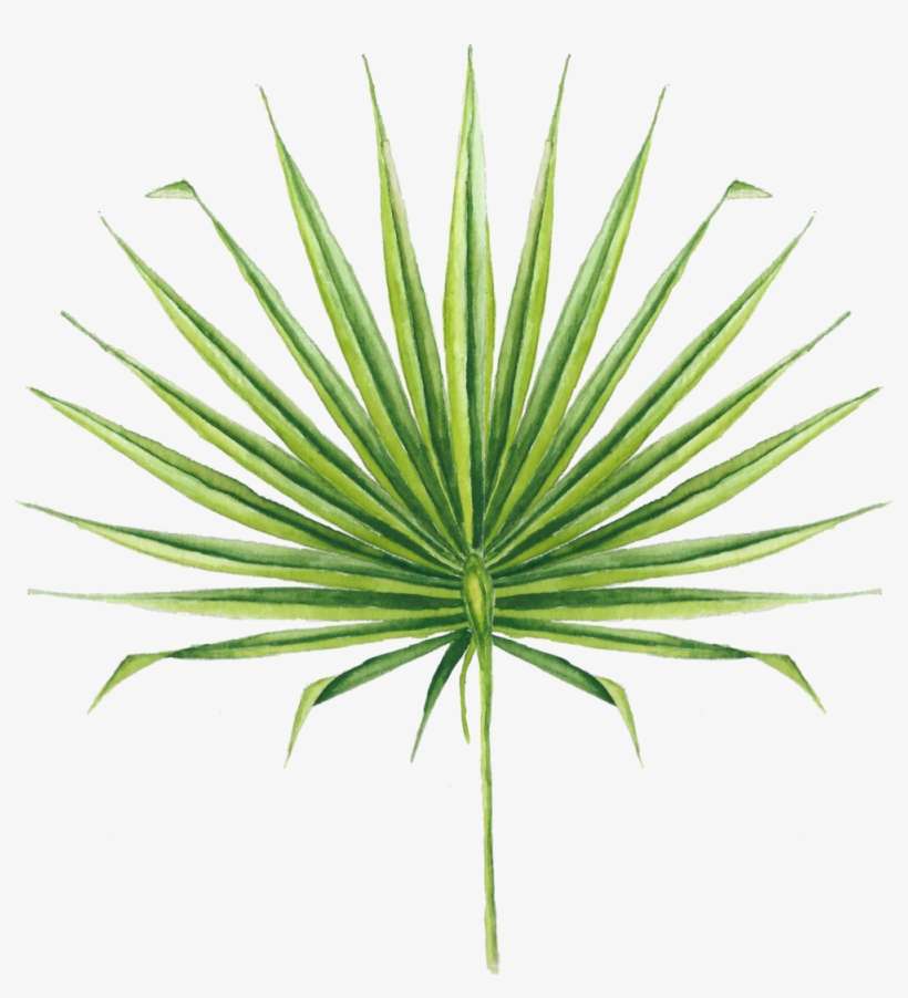 Icon-palmettoleaf - Exotic Leaves Png, transparent png download