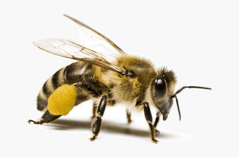 Honey Bees - Macro Extension Tube For Nikon D3200, transparent png download