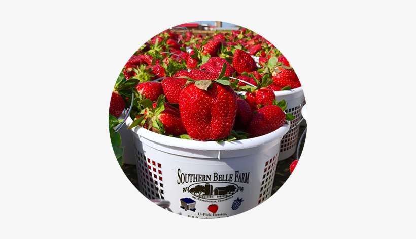 Spring - Southern Belle Farm, transparent png download