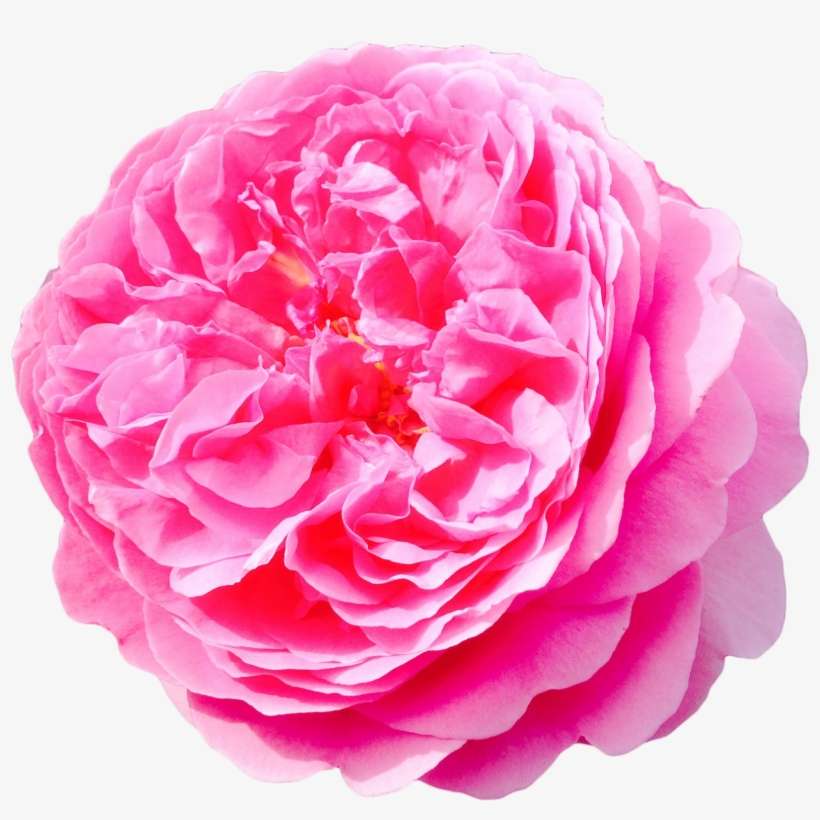 Flowers Png Tumblr Download - Damask Rose Png, transparent png download