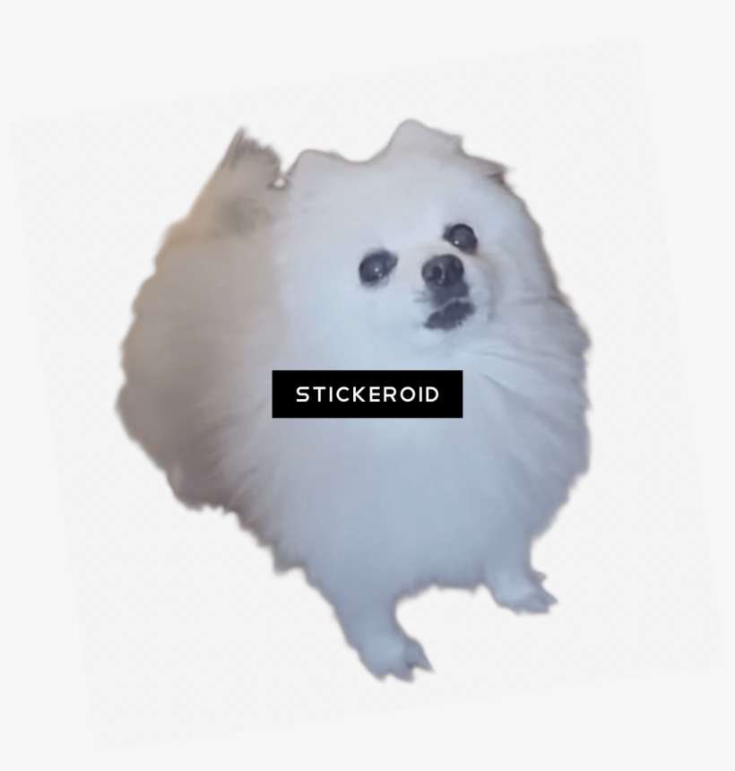 Gabe Шпиц - German Spitz Klein, transparent png download