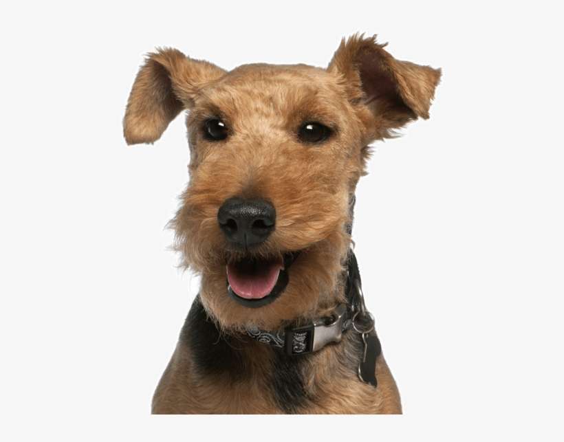 Search - Welsh Terrier, transparent png download
