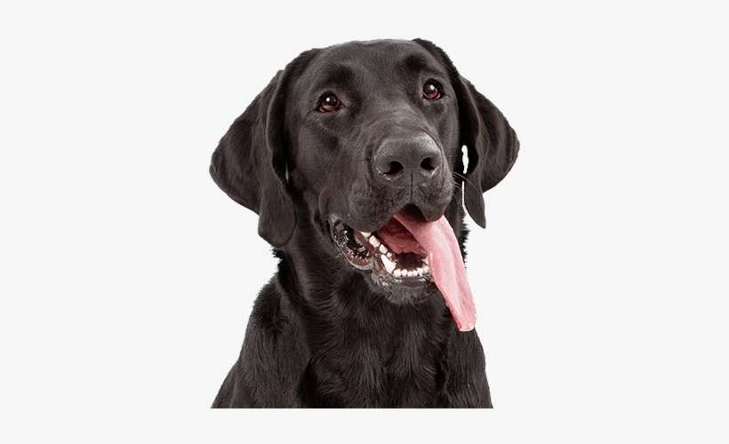 Dogs Rule, Cats Drool - Photograph, transparent png download