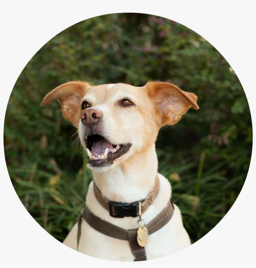 Leo Office Security - Companion Dog, transparent png download