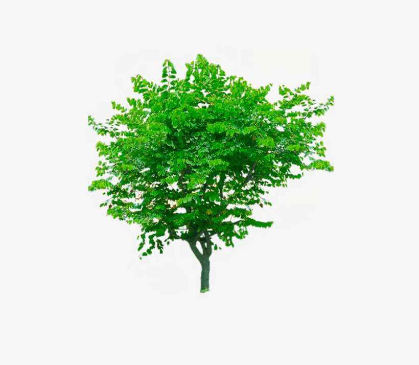 Free Download Palm Tree Png Image High Quality - 素材 植物, transparent png download