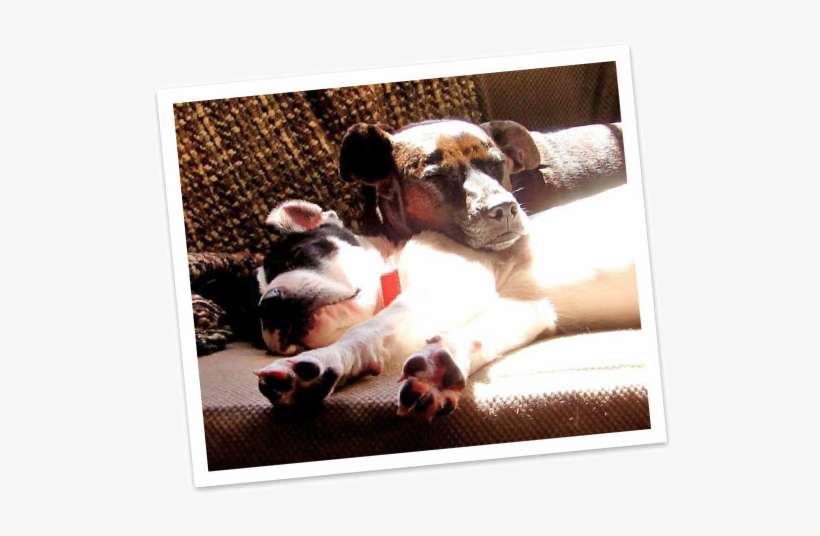 Foster3 - Boxer, transparent png download