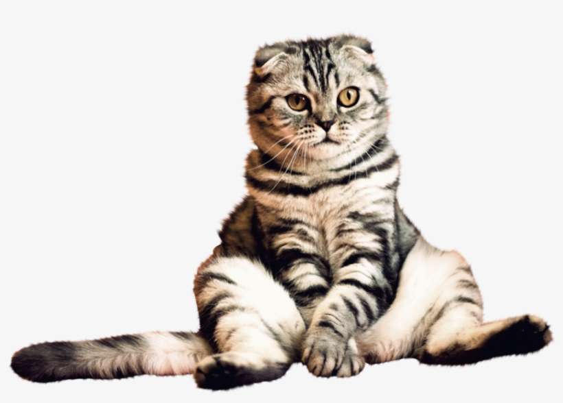 Cat Png Image - Png Pics Transparent Background, transparent png download