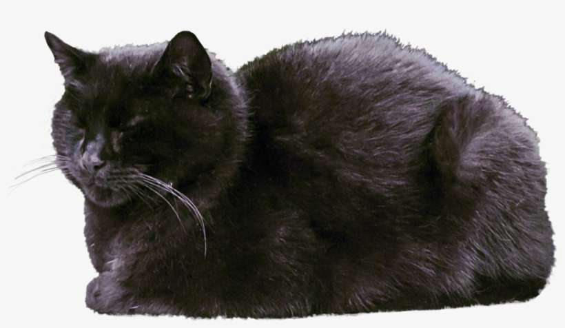 Cat Transparent Images - Cat, transparent png download