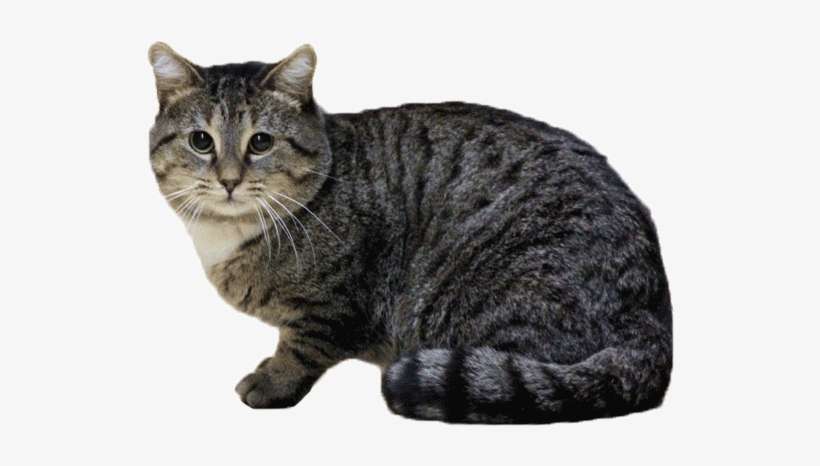 Types Of Cats - Types Of Cat Transparent, transparent png download