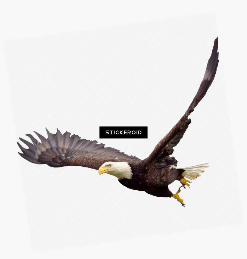 Soaring Eagle - Portable Network Graphics, transparent png download