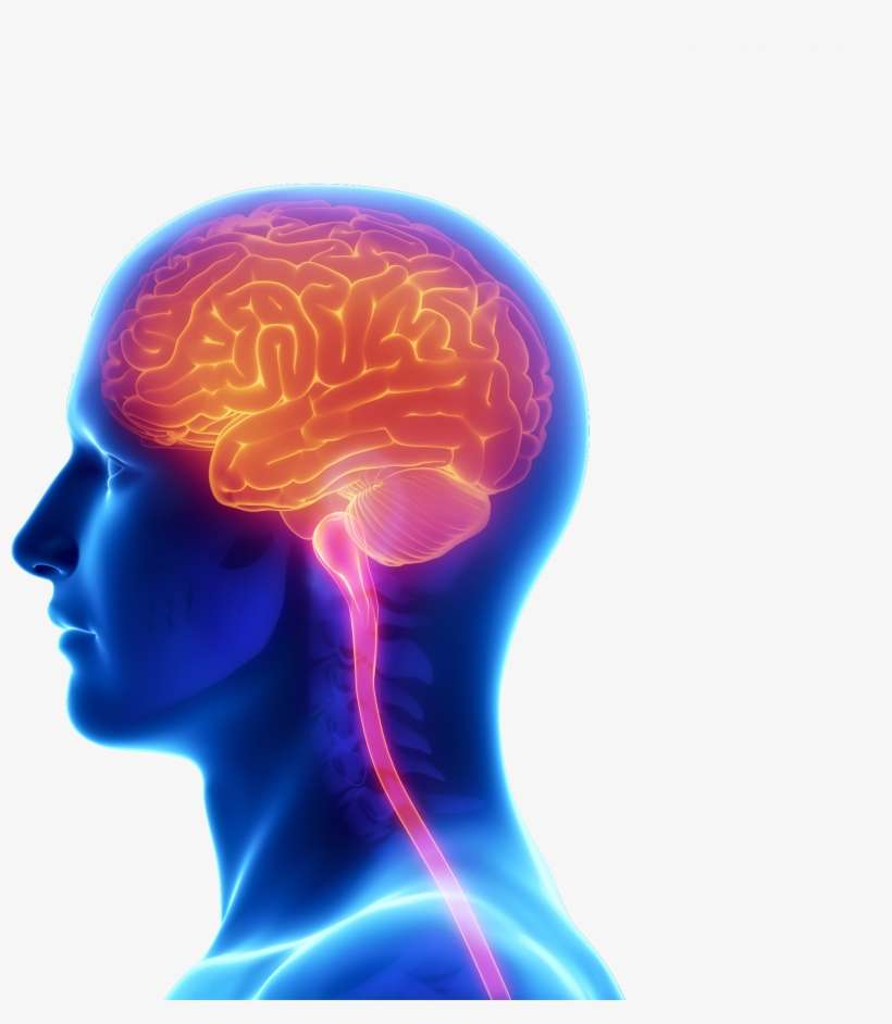 2000 In Brain Onlylarge - Tia Stroke Explained: What Is A Tia, Mini Stroke, Managing, transparent png download