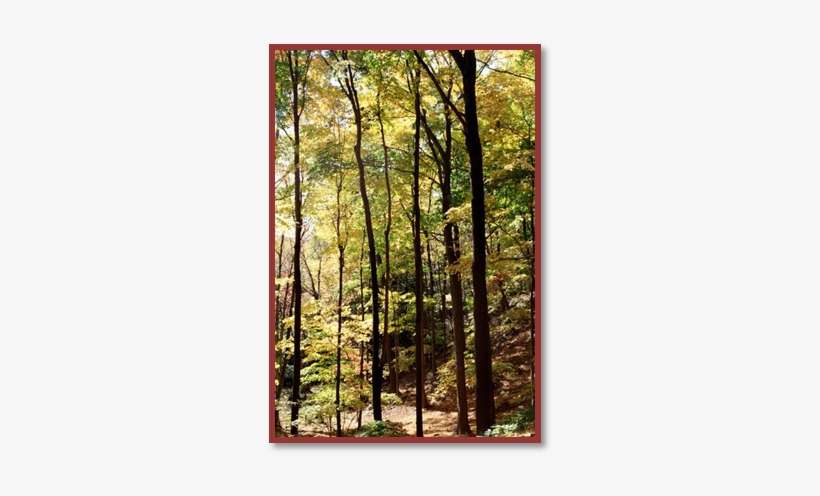 Spruce-fir Forest, transparent png download