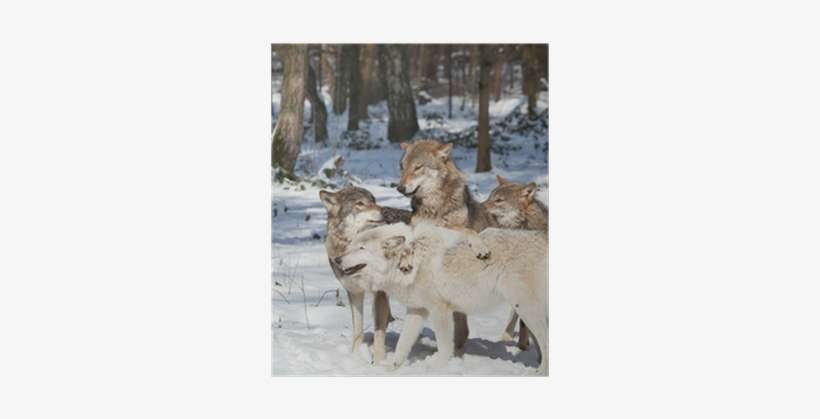 Wolf, transparent png download