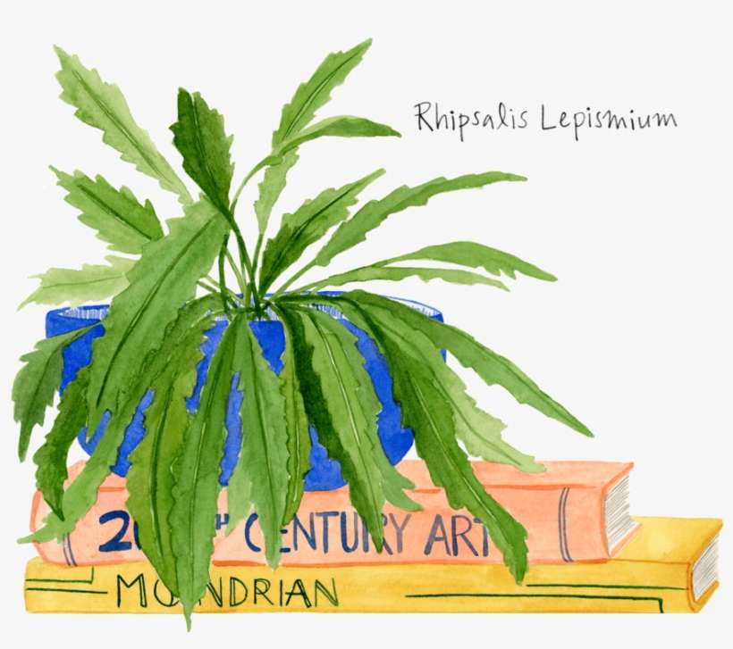 Rhipsalis Web 2016 - Watercolor Painting, transparent png download
