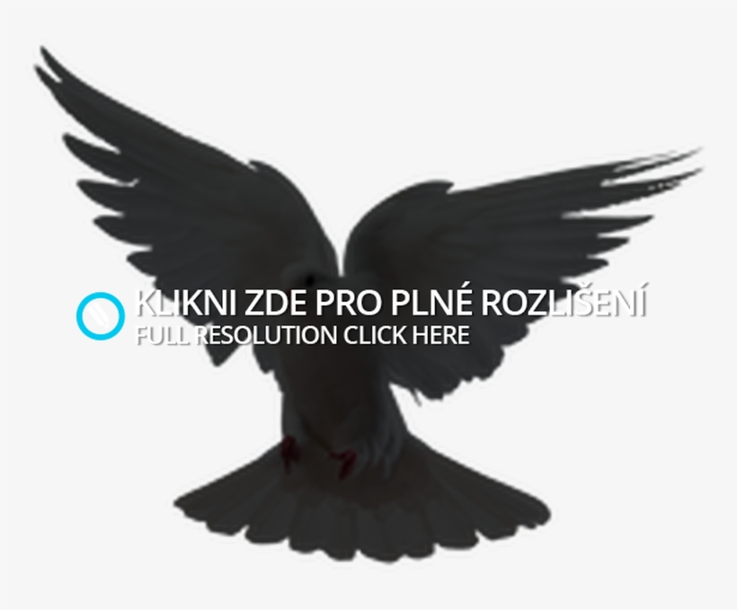 Dove Image Png - Raven, transparent png download