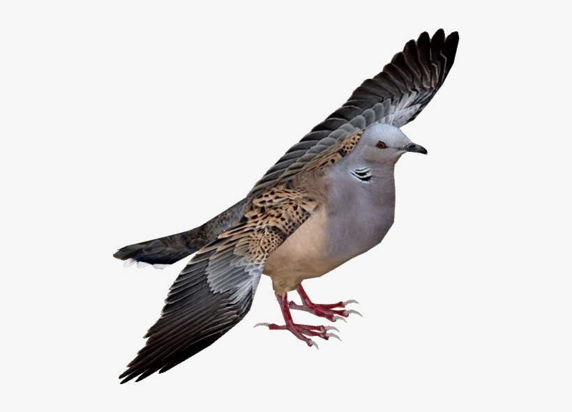 European Turtle Dove Adult6 - Turtle Dove Png, transparent png download
