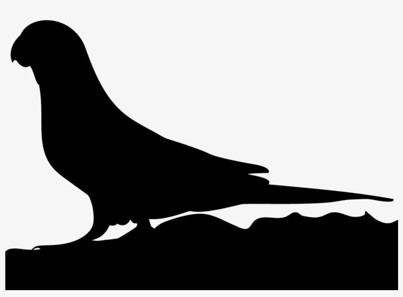 Parrots - All About Birds, transparent png download