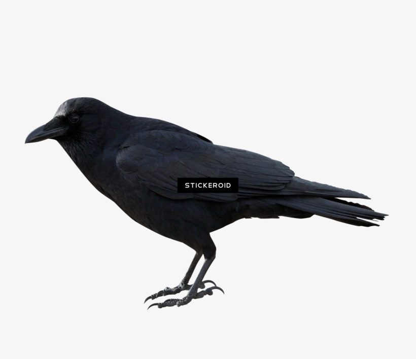Crow Hd Birds - Portable Network Graphics, transparent png download