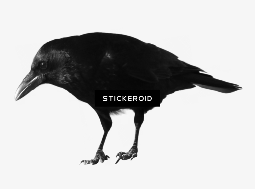 Crow Animals - Portable Network Graphics, transparent png download