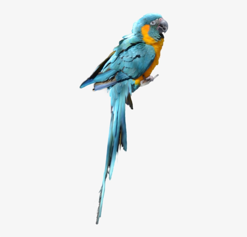 Blue Parrot Png Picture - Parrot Png For Photoshop, transparent png download