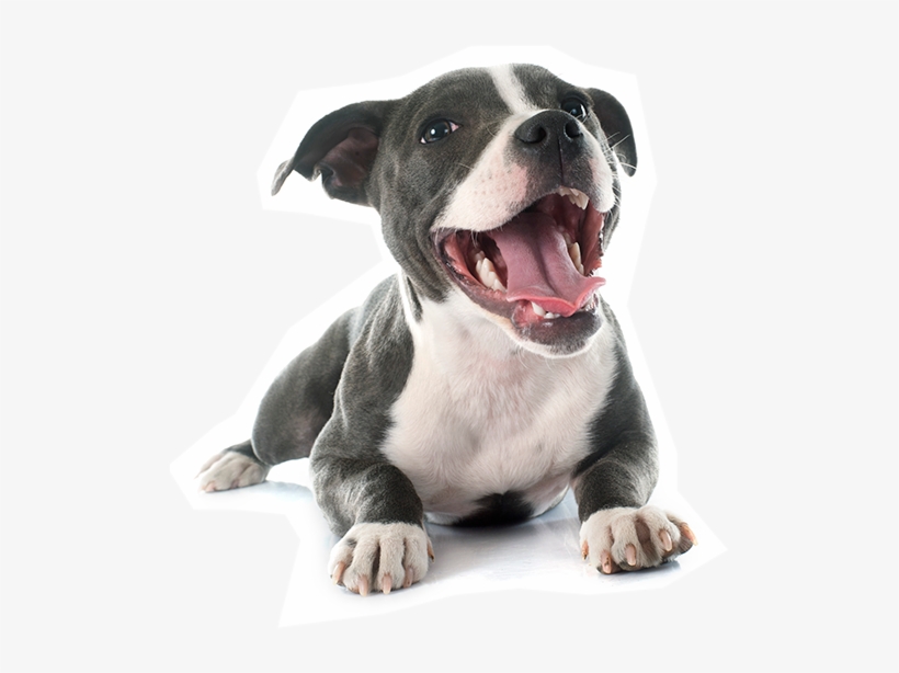 News & Events - Pitbull Happy, transparent png download