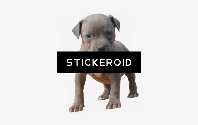 Pitbull Baby - Staffordshire Bull Terrier, transparent png download