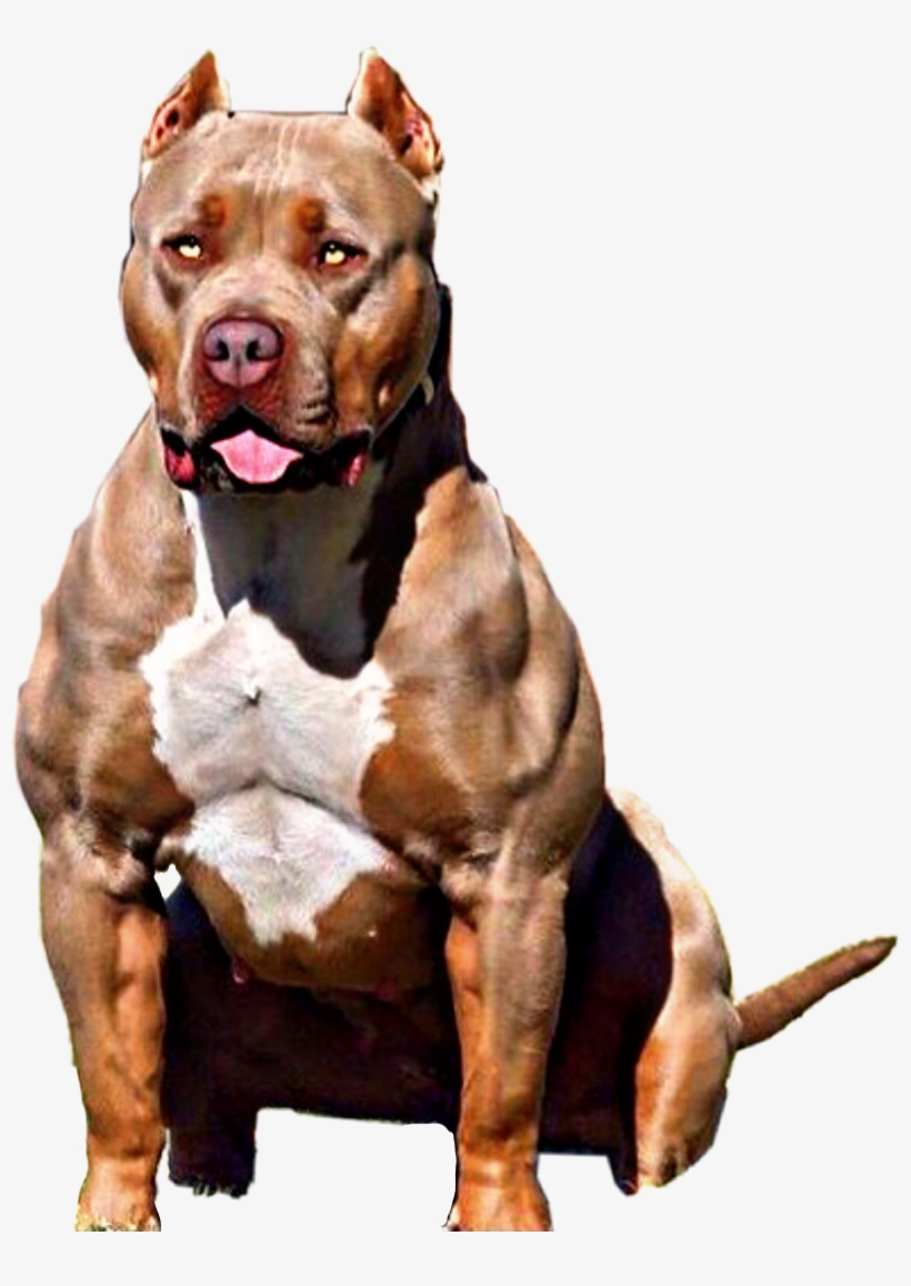 Pit Pitbulllove Pitbullterrier Report Abuse - Como Eu Queria Estar Como Eu Estou, transparent png download