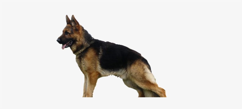 German Shepard Dog - German Shepherd K9 Png, transparent png download
