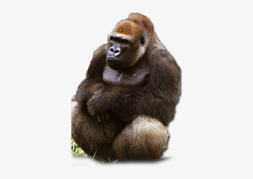 Western Lowland Gorillas Live In Lowland Tropical Forests - Western Lowland Gorilla Png, transparent png download