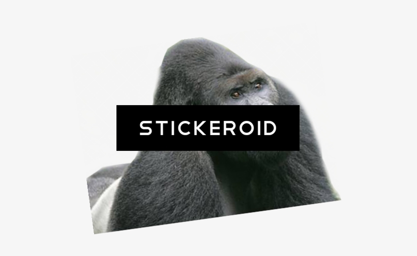 Gorilla, transparent png download