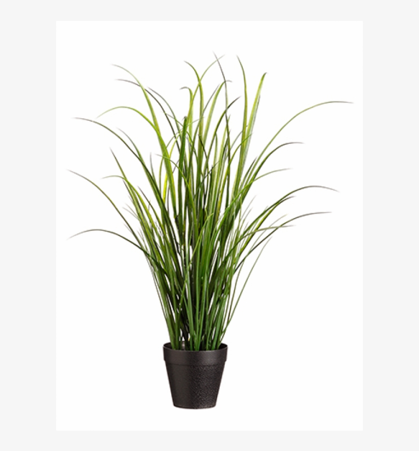 24" Uv Protected Tall Grass In Pot Green - Inch, transparent png download