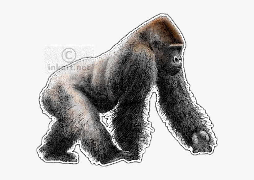 Western Lowland Gorilla Decal - Western Lowland Gorilla Png, transparent png download