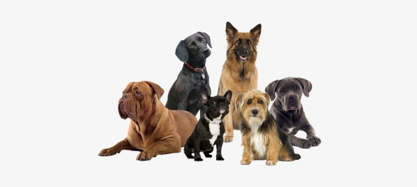 Group Of Dogs Png - French Mastiff, transparent png download