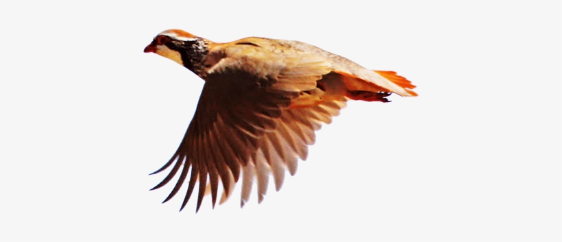 And Help The Hunter With The Two Guns Of The Same Gauge - Perdiz Png, transparent png download