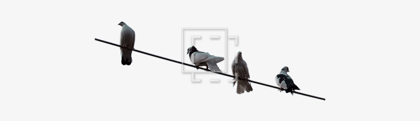 Cutout People - Pigeon On Wire Png, transparent png download