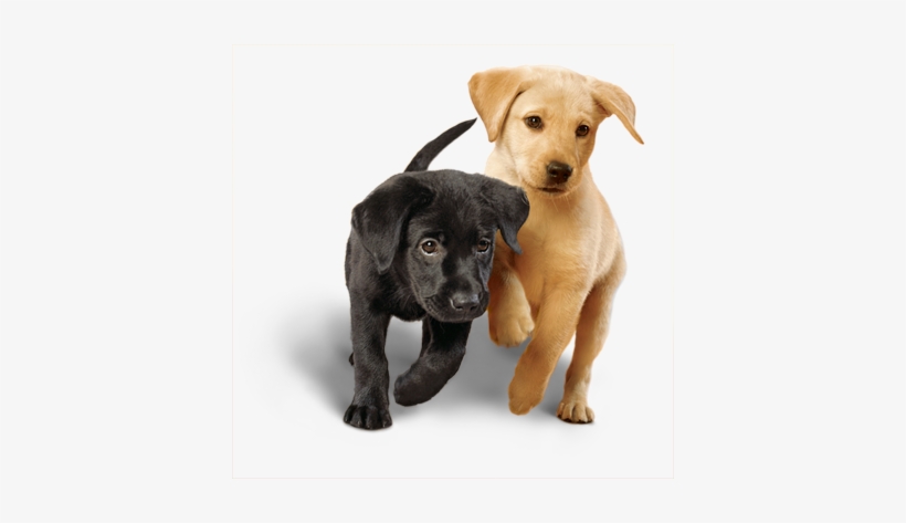 A New Puppy Coming Into Your Home Is An Exciting Moment - Dan Pet Dog Cat Automatic Food Feeder Electronic Portion, transparent png download