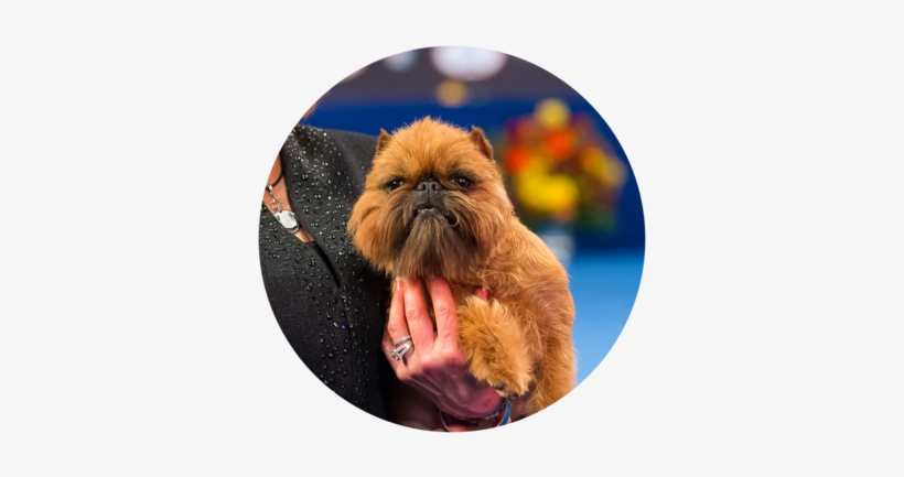 2017 National Dog Show Best In Toy - 2017 National Dog Show Winner, transparent png download