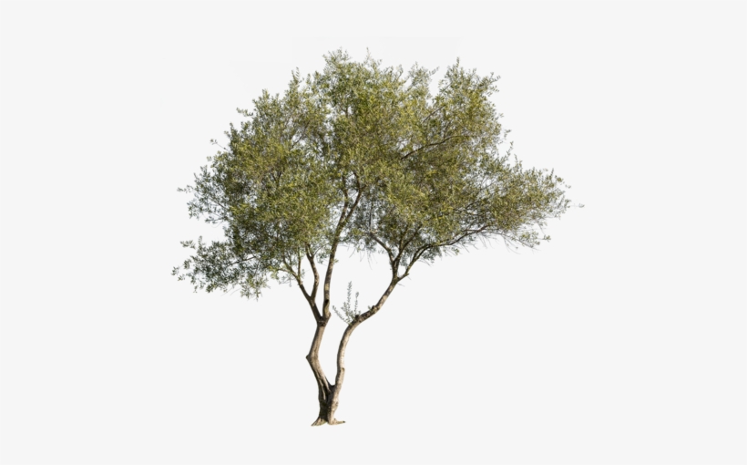 Olea Europaea Vi - Mexican Pinyon, transparent png download