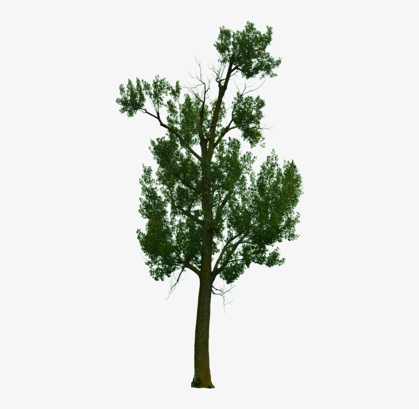 Dead Tree, Dead Tree With No Background, Halloween - Tree, transparent png download