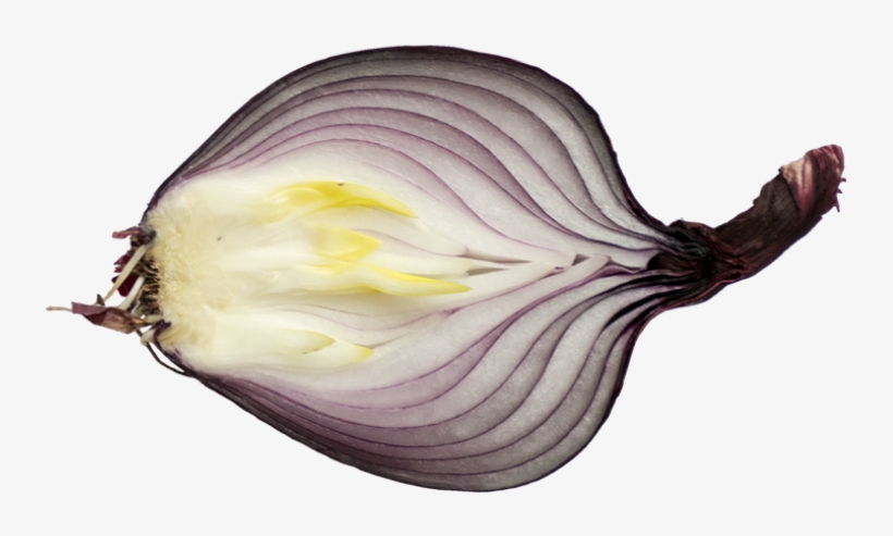 Onion - Portable Network Graphics, transparent png download